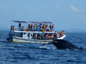 Whale-Dolphin-Watching