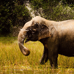 Wilpattu National Park elephant