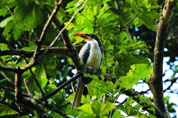 Birdwatching kithulgala