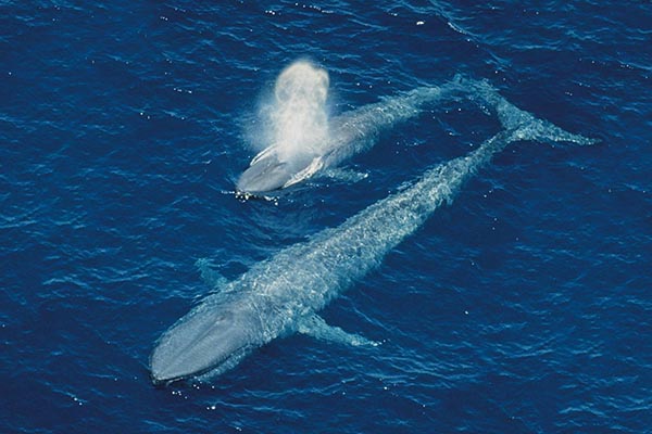 Blue Whale 1