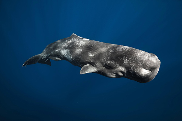 Sperm Whale 1