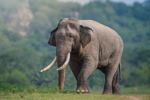 elephant 1