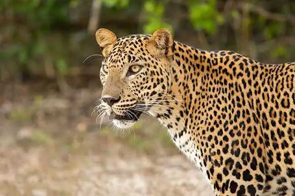 leopard 1